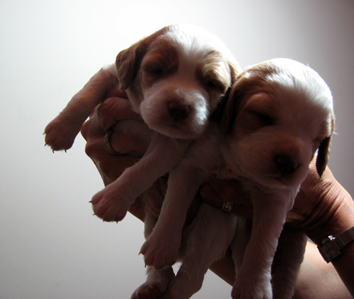 Puppies6.jpg